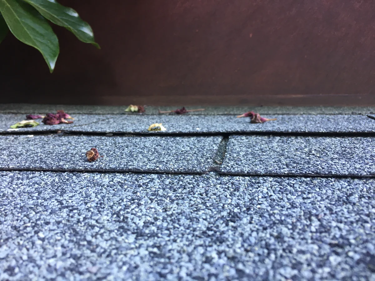 Close view across gray granular roof shingles in overlapping courses, with a few fallen leaves.